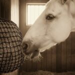 slowfeeder foto wit paard