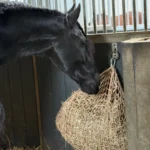 slowfeeder zand jort